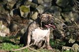BULLDOG ANGLAIS 103